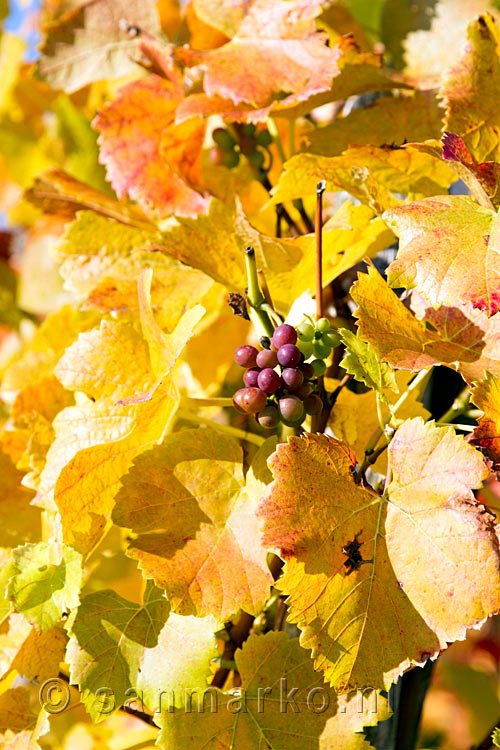 Achterbleven druiven in de herfst langs de Rotweinwanderweg in het Ahrtal