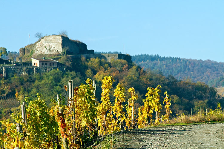 Uitzicht vanaf de Rotweinwanderweg op Burg Saffenburg bij Mayschoß