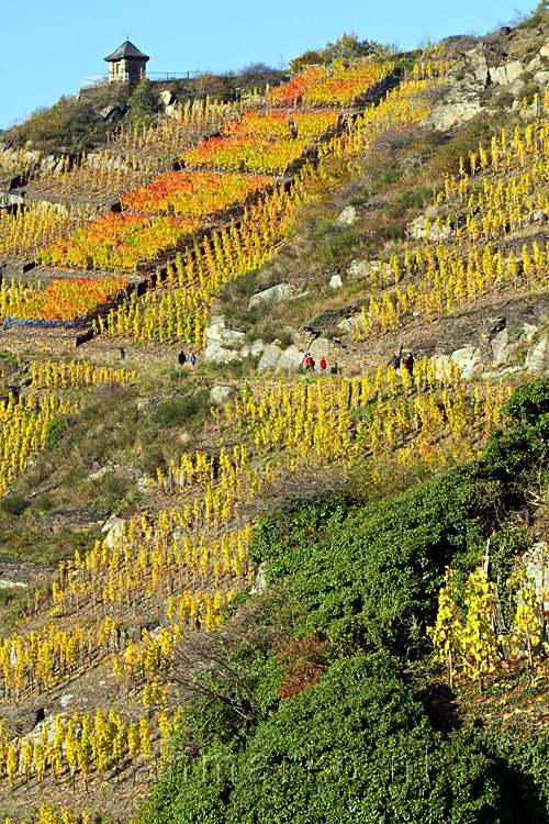 Vanaf de Rotweinwander weg uitzicht over de wijnvelden en de Michaels kapelle