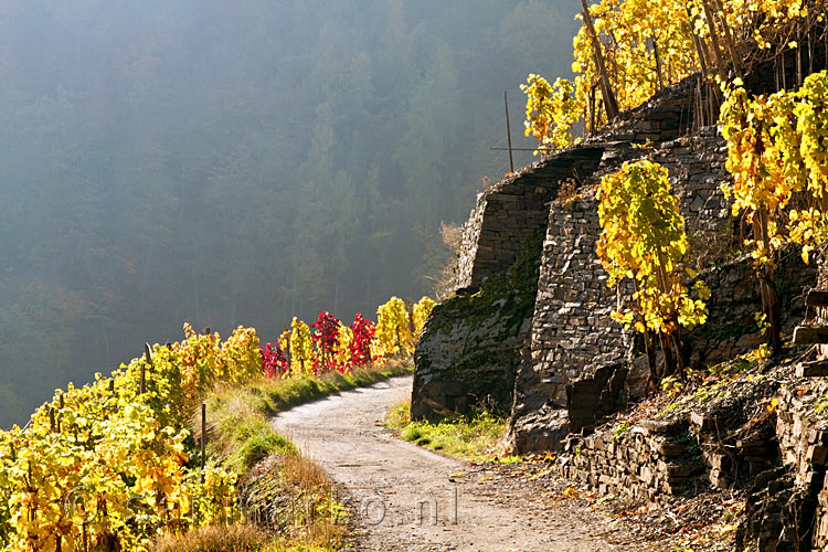 Langs de wijnvelden in herfst kleuren wandelen over de Rotweinwander weg bij Altenahr