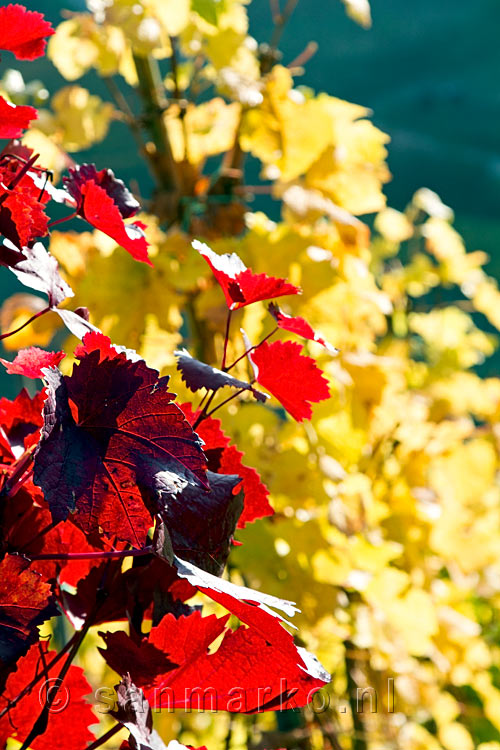 De druivensoorten geven verschillende herfstkleuren aan de Rotweinwanderweg