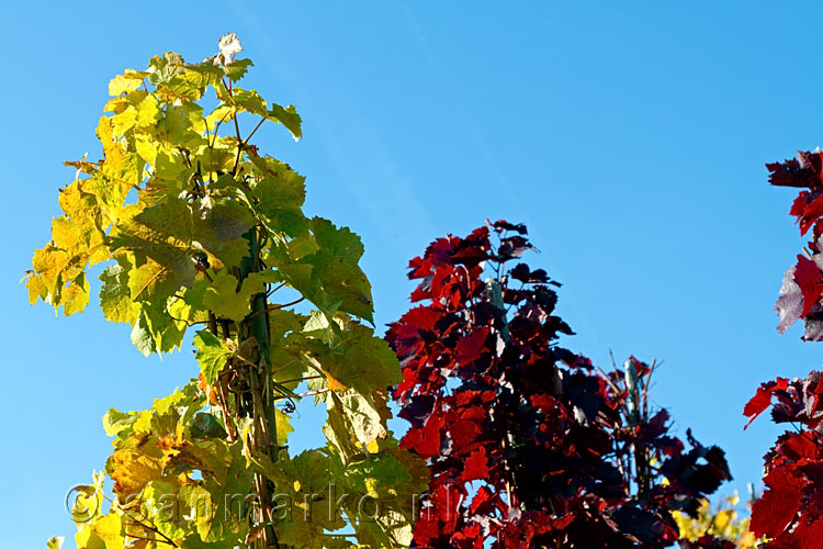 In November strak blauwe lucht met druiven in herfstkleur bij Altenahr