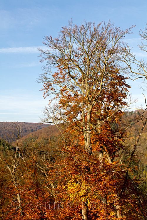 Een boom in herfstkleuren bij Burg Are bij Altenahr in het Ahrtal