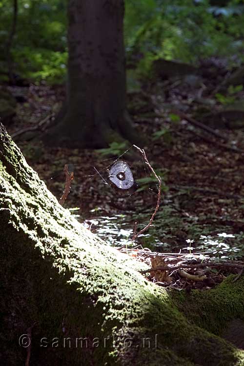 Een spinnenweb in de zon langs het wandelpad in het Siebengebirge