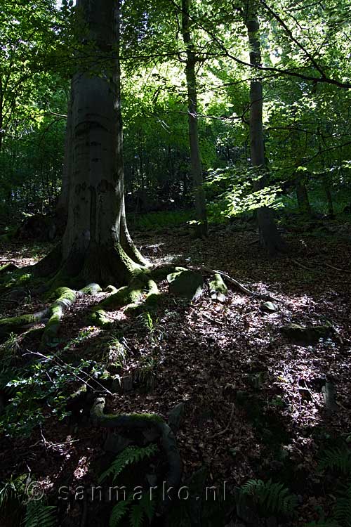 Wandelend door een mooi bos in het Siebengebirge bij Bonn in Duitsland