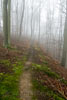 Wandelen in de mist over een leuk wandelpad bij Sierscheid in het Ahrtal
