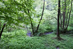 De Tiefenbach gezien vanaf het wandelpad in de Eifel