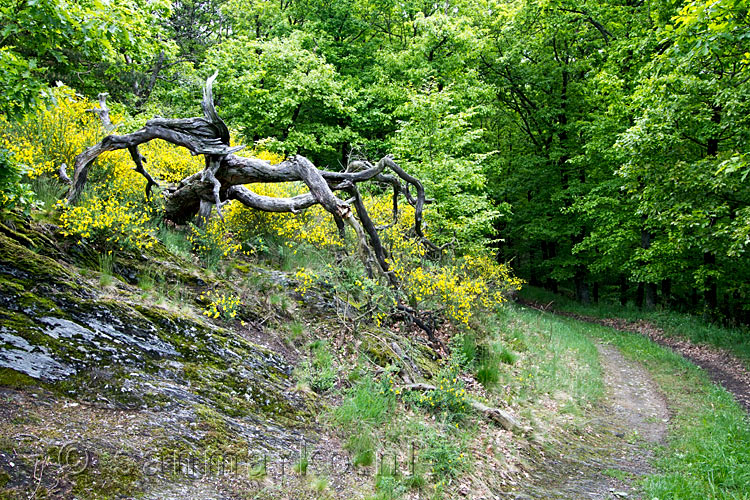 De mooie natuur van de Eifel tijdens de wandeling bij Vossenack