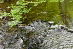 Het stromende water in de Richelsbach bij Vossenack in de Eifel