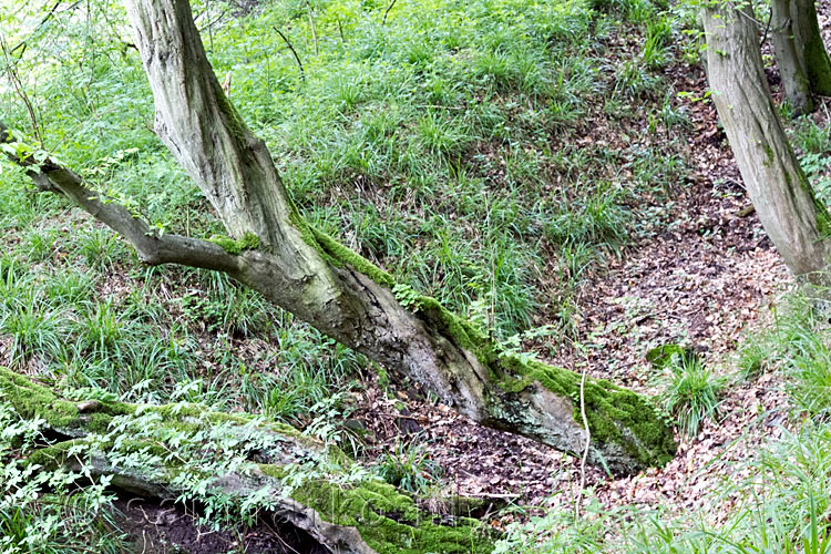 Gedraaide bomen langs het wandelpad bij Vossenack in de Eifel