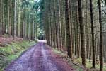 Het wandelpad door de productiebossen bij Wershofen in de Eifel
