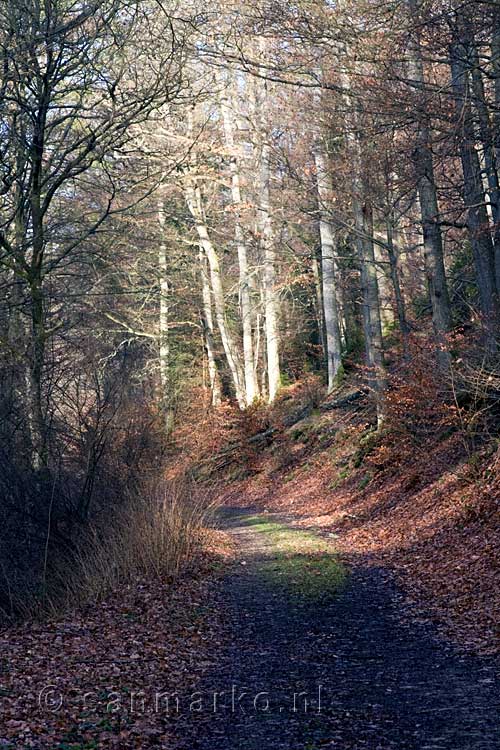 De zon schijnt op deze koude dag door de bomen in het bos bij Wershofen in de Eifel