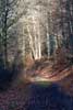 De zon schijnt op deze koude dag door de bomen in het bos bij Wershofen in de Eifel