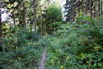 Door de bossen wandelen we over dit smalle wandelpad bij Zerkall