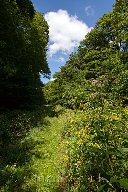 Het wandelpad tussen de wilde lente bloemen bij Zerkall