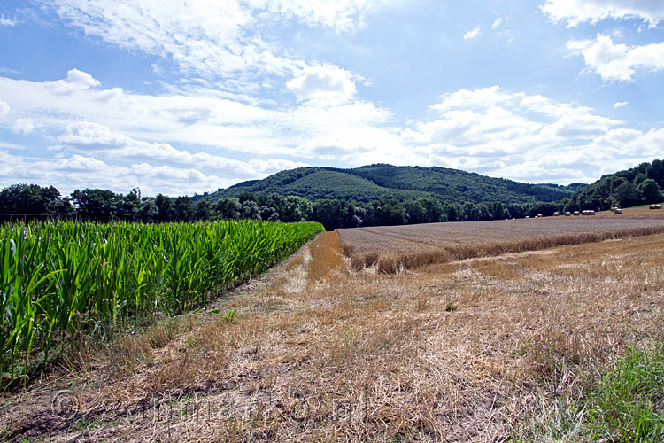 Mais en graan velden langs het wandelpad naar Zerkall in de Eifel