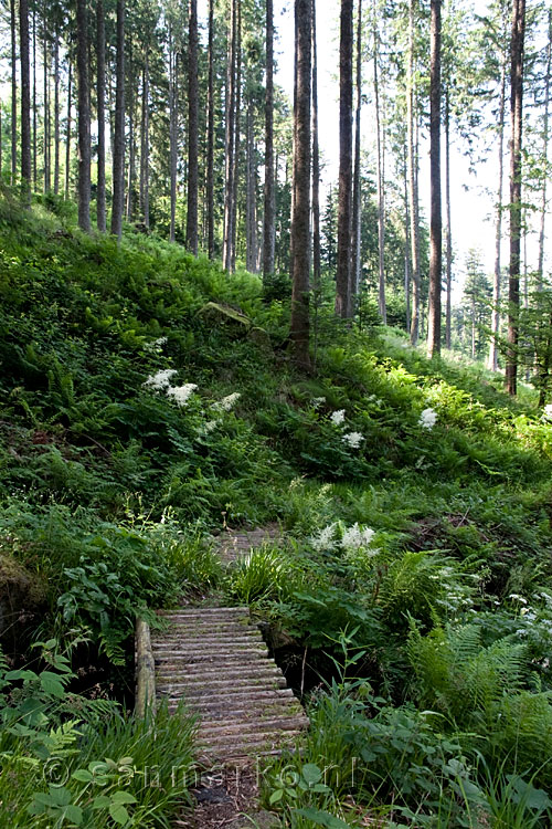 Een bruggetje tijdens de wandeling naar Gazon du Faing in de Vogezen