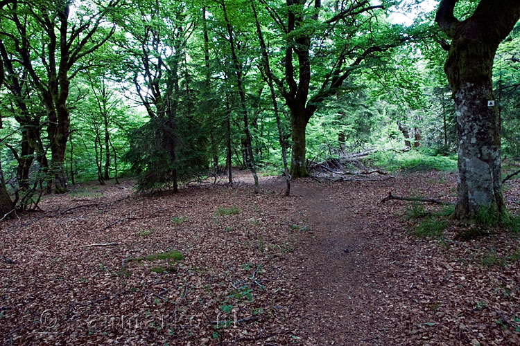 De bossen van Le Reichsberg in de Vogezen in Frankrijk