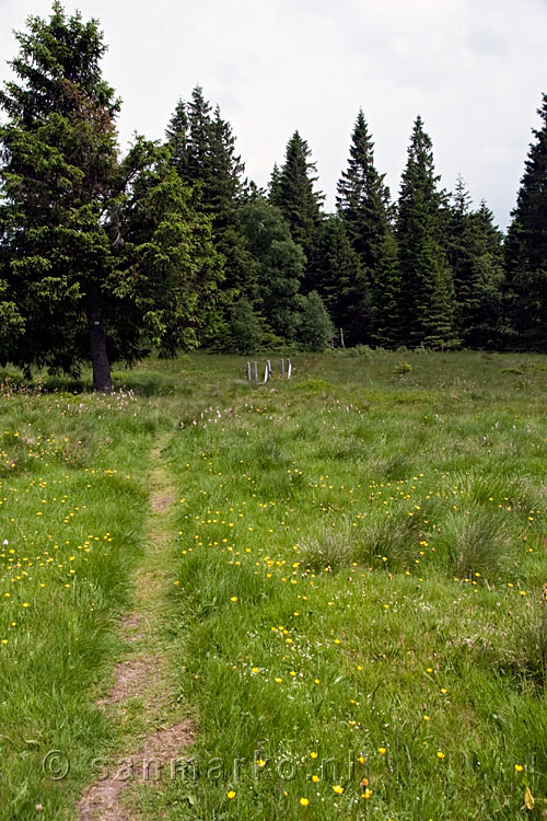 Weer de bossen in onderweg naar de Cascade du Rudlin