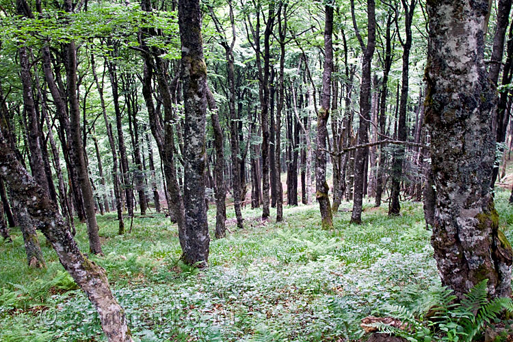 De bossen op de Grand Ballon in de Vogezen