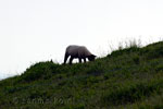 Een lammetje op de hellingen van de Grand Ballon in de Vogezen