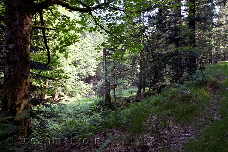 De bossen vlakbij Le Mur Des Granges bij Xoulces in de Vogezen