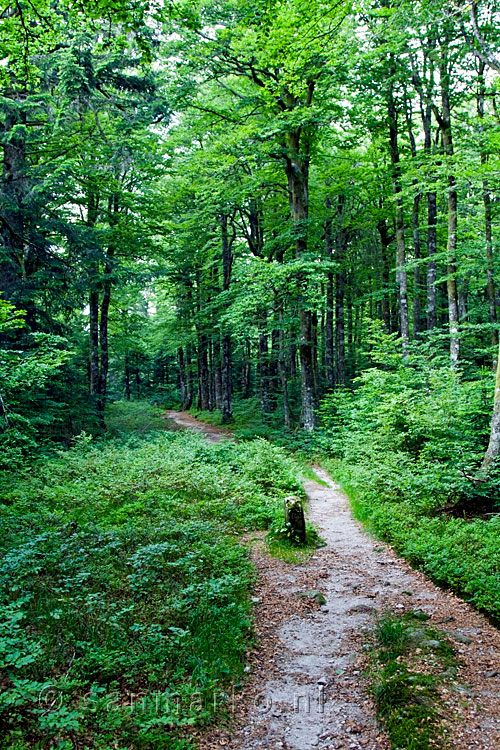 Door mooie bossen van de Grand Ventron naar de Bocklochkopf