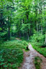 Door mooie bossen van de Grand Ventron naar de Bocklochkopf