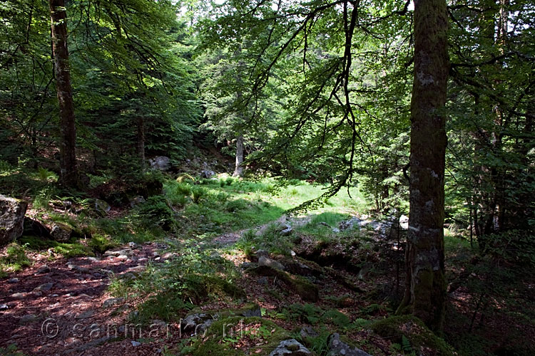 Door oude bossen van de Grand Ventron naar de Bocklochkopf