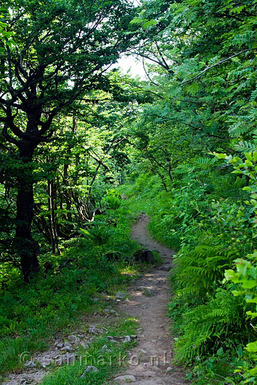 Het wandelpad rondom de Rainkopf in de Vogezen in Frankrijk