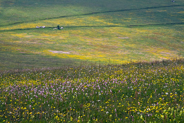 Terug door de bloemenzee op de Kastelberg in de Vogezen