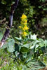 Gele gentiaan (Gentiana lutea) in bloei langs de Sentier des Roches