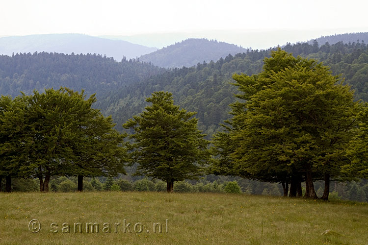 Bomen in de weide op de Grand Ventron in de Vogezen