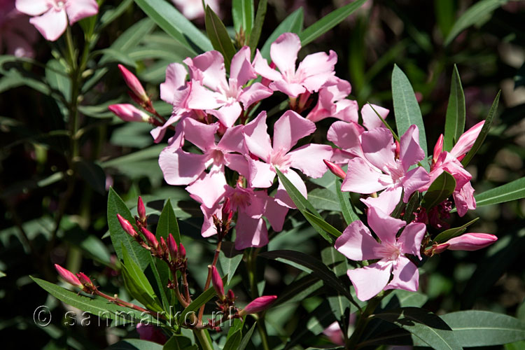 De bloemen van bloeiende Oleanders op Kreta