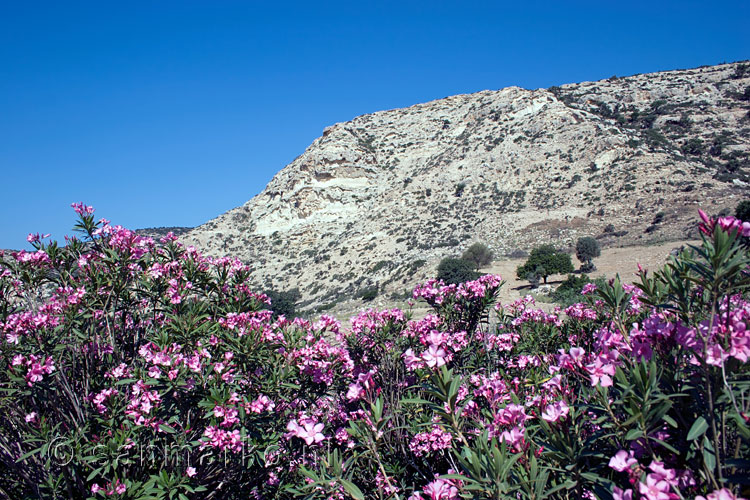 Oleanders op Kreta in mei