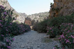 Oleanders langs het wandelpad door de Agiofarago kloof