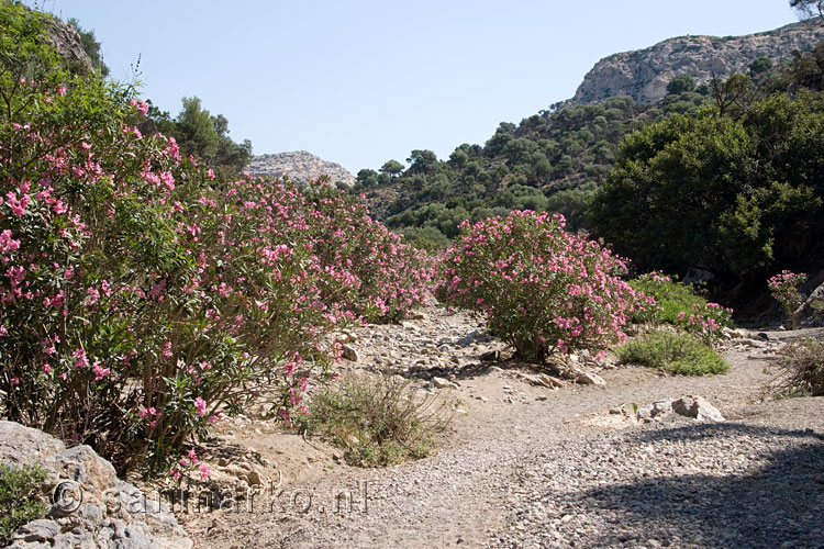 Terug door de Oleanders in de Agiofarago kloof
