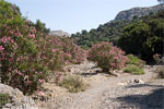 Terug door de Oleanders in de Agiofarago kloof