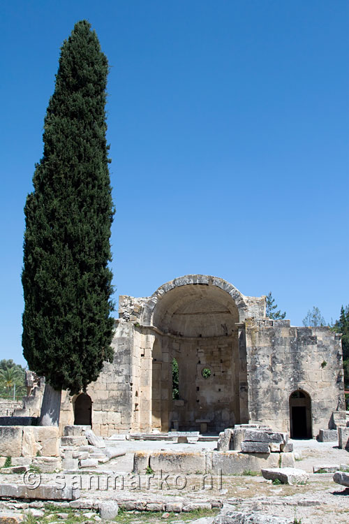 Cypres naast de basiliek in Gortys op Kreta