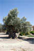 Een grote olijfboom in Gortys op Kreta