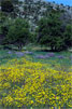 Bloemen in de wei langs het wandelpad op het Katharo plateau