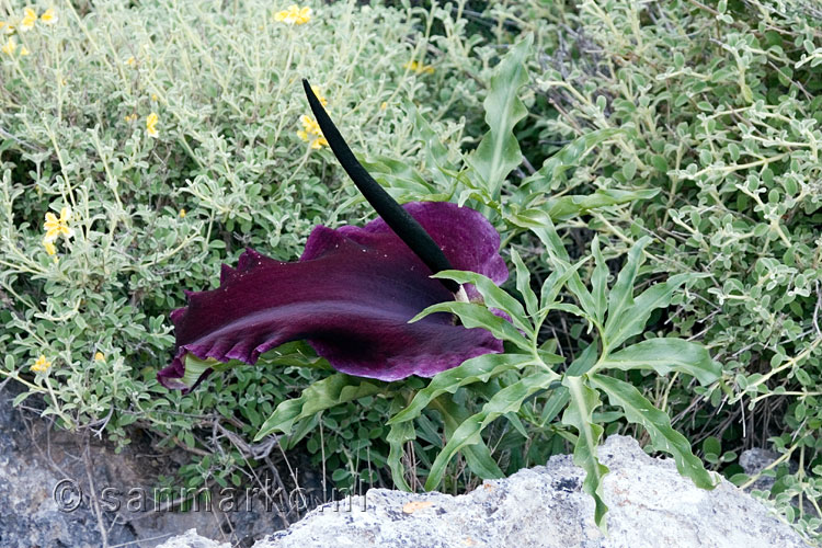 Drakenwortel (Dracunculus vulgaris) op Kreta
