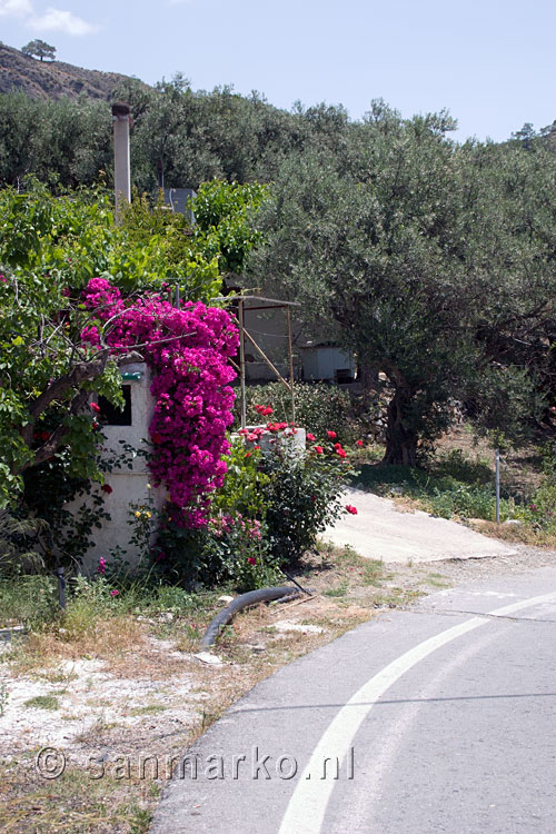 Bloemen bij een huis aan de weg terug naar de parkeerplaats