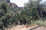 Cactussen langs de weg terug naar de parkeerplaats bij de Sarakinaskloof