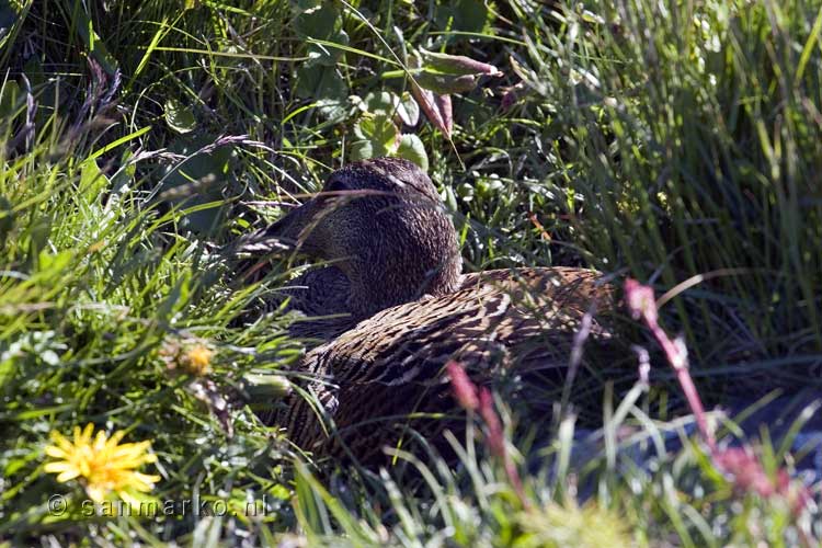 Eidereend op haar nest bij Illugastaðir bij Hvammstangi in IJsland