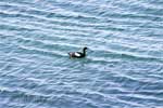 Een zwarte zeekoet (Cepphus grylle) zwemt in de zee bij Illugastaðir in IJsland