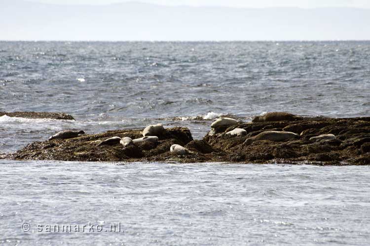 Zeehonden vertonen geen activiteit bij Illugastaðir in IJsland