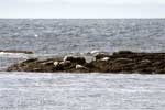 Zeehonden vertonen geen activiteit bij Illugastaðir in IJsland
