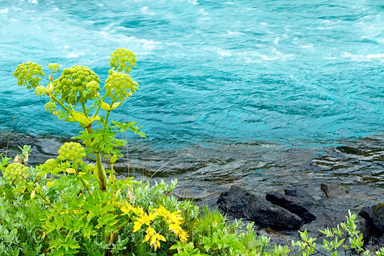 Het felle groen afgezet tegen het helder blauwe water van de Brúar in IJsland