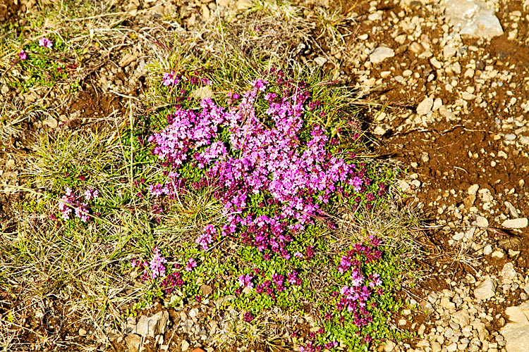 Tussen al het groen vinden we deze bloeiende roze heide langs de Strandavegur in IJsland